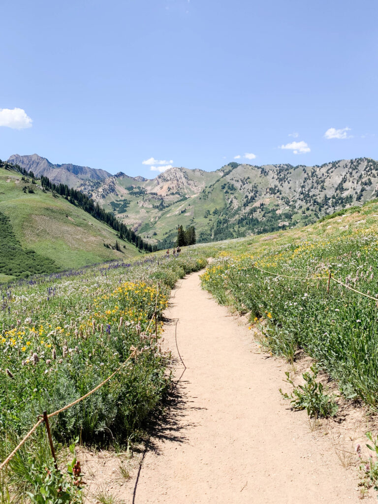 Family photos in a dreamy wildflower field at Albion Basin for a summer family photo session in Utah