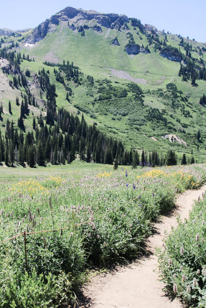Family photos among colorful wildflowers at Albion Basin in Utah for a summer portrait session by a Provo Utah photographer