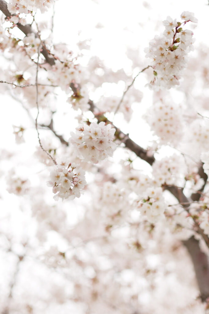 Soft spring family portraits in Utah featuring cherry blossom trees in full bloom