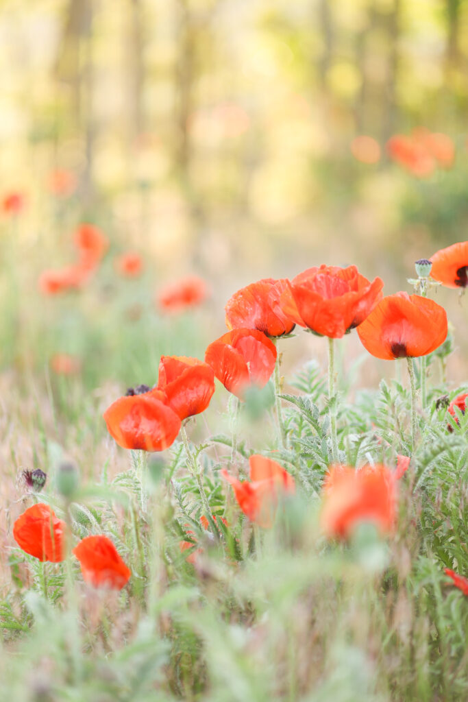 Blooming poppies at Lambert Park in Utah County for wildflower family photos in summer