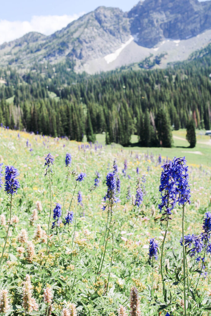 Family photos among blooming wildflowers at Albion Basin for a relaxed family photography session in Utah