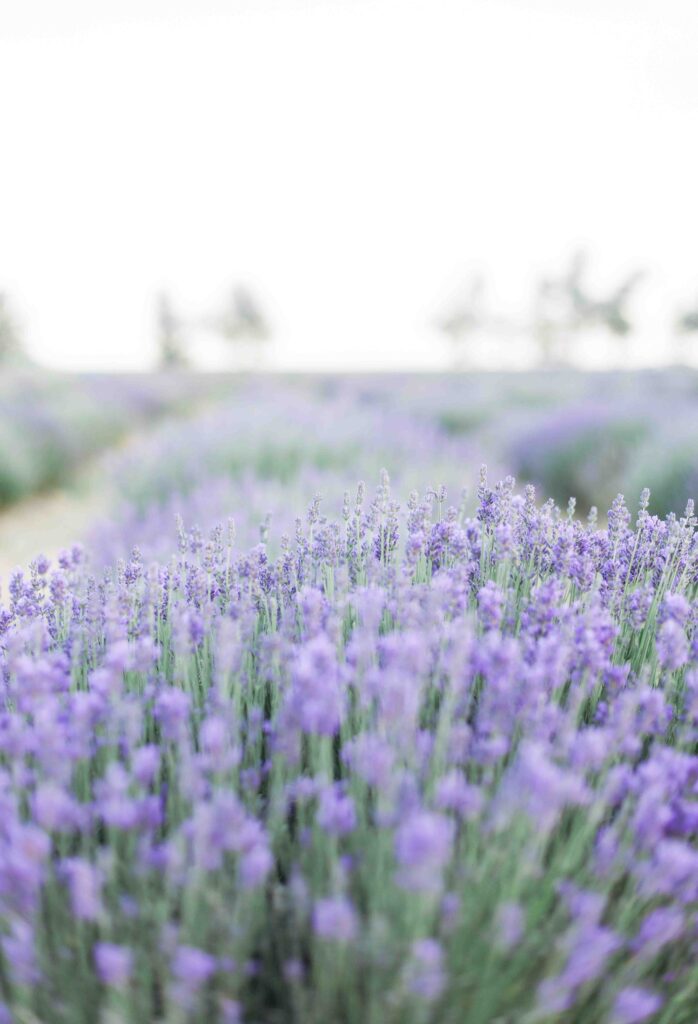 Romantic engagement photos in a lavender field in Utah during a soft, natural engagement photo session