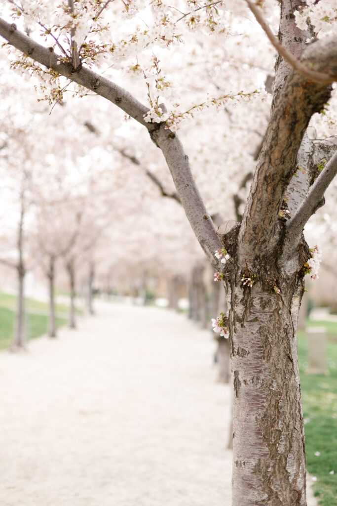 Utah family photographer capturing natural family photos among cherry blossoms in springtime