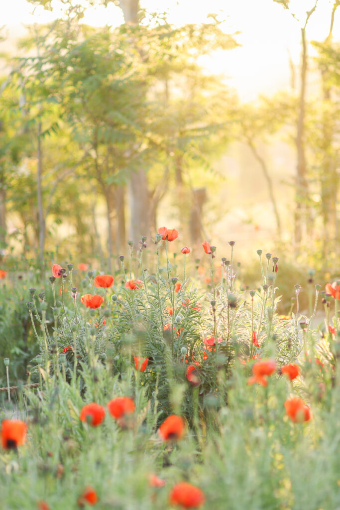 Vibrant poppies at Lambert Park in Utah County for gorgeous family photography session